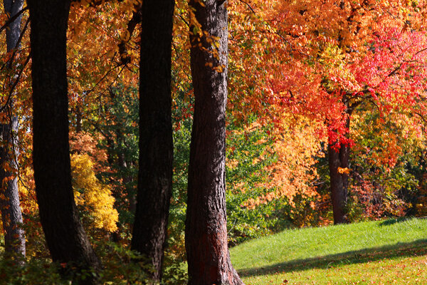 Bright autumn trees at its peak color