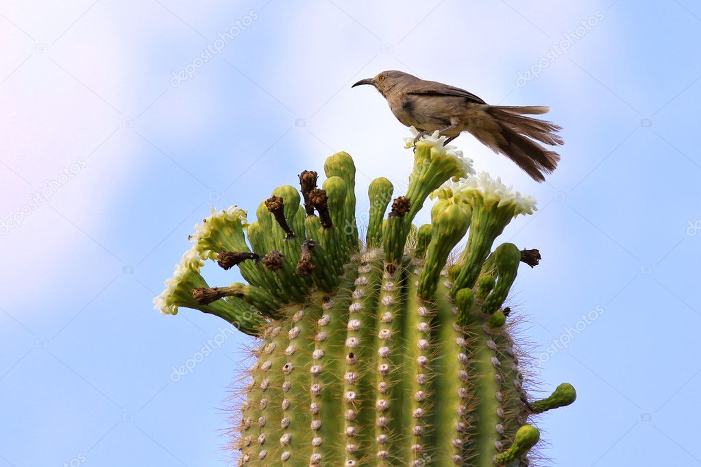Single bird on Cactus