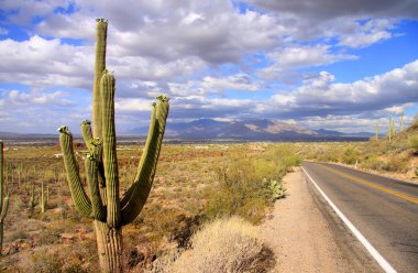 Saguaro National park clipart