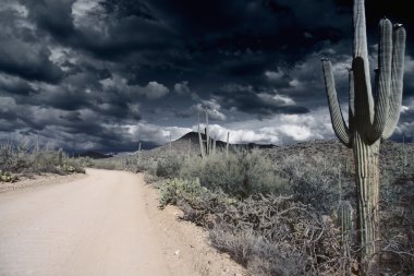 Saguaro Ulusal Parkı