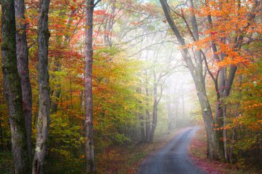 Foggy autumn drive clipart