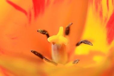 Orange tulip