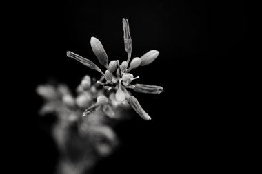 Justicia californica