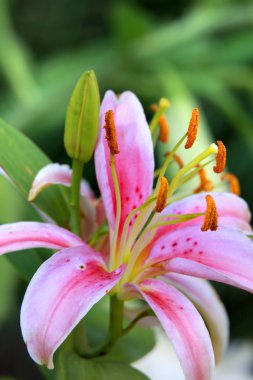 Belladonna Lily