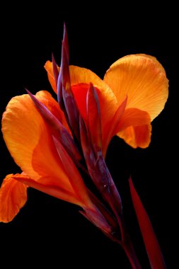 Canna red king flower clipart