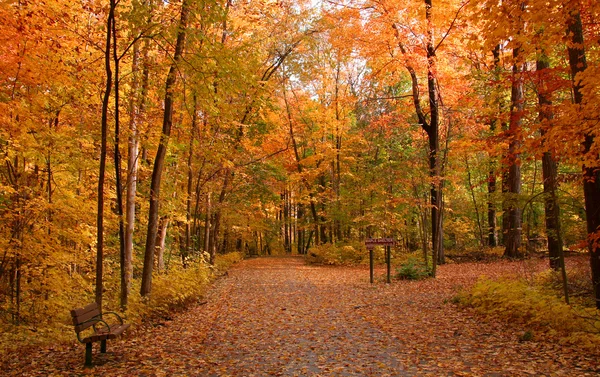 Дорога в лесу осенью — стоковое фото