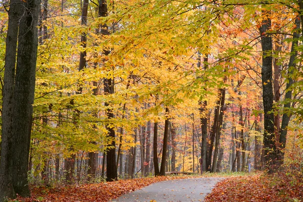 Cyklostezka přes podzimní stromy — Stock fotografie