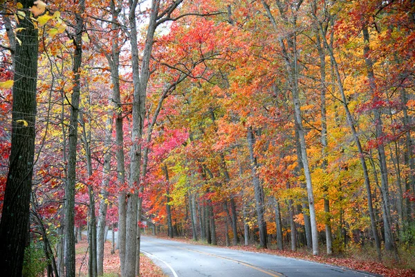 Дорога в лесу осенью — стоковое фото