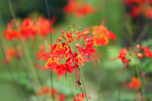 Gulmohar の木の花 — ストック写真