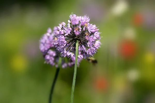 Allium çiçekler — Stok fotoğraf