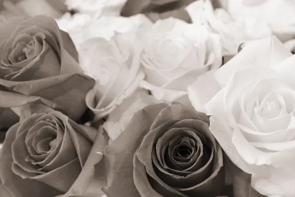 Цветки розы в сепии — стоковое фото