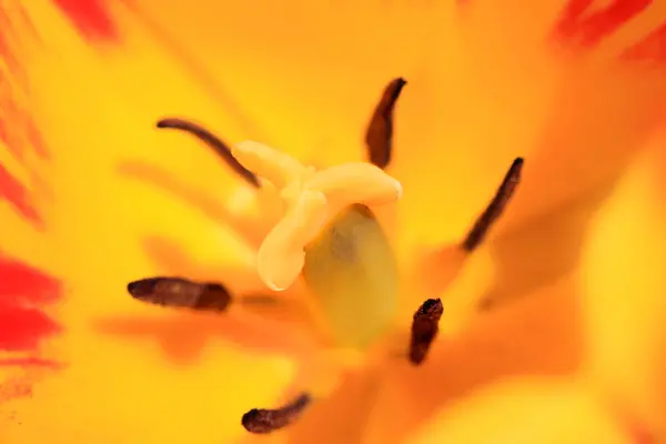 Tulipánové makro — Stock fotografie