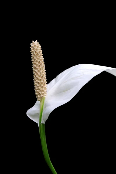 Anthurium flower — Stock Photo, Image