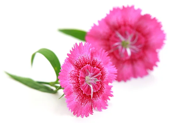 Dianthus flowers — Stock Photo, Image