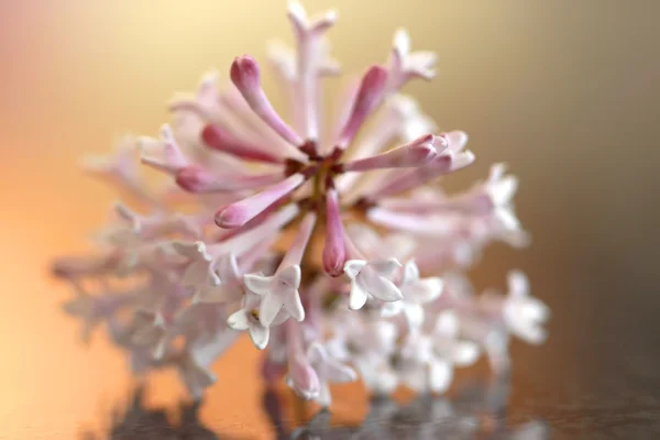 Pequena flor macro — Fotografia de Stock