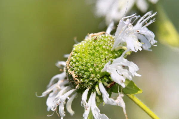 Flores de margarita verde — Foto de Stock