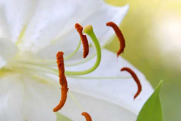 Pollen and stamen of lily — Stock Photo, Image