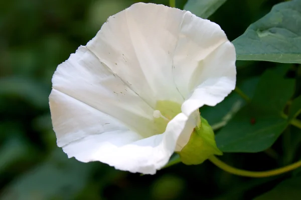 Stock image White hardy hibiscus