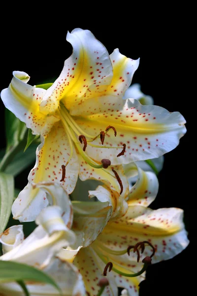 Two tiger lilies — Stock Photo, Image