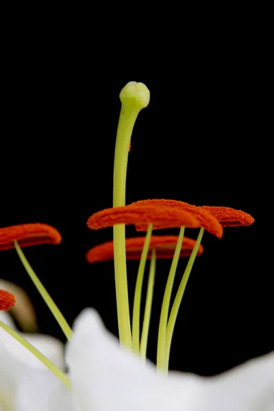 Ercik tiger lily bir polen — Stok fotoğraf