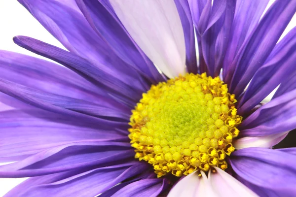 Purple daisy flower — Stock Photo, Image