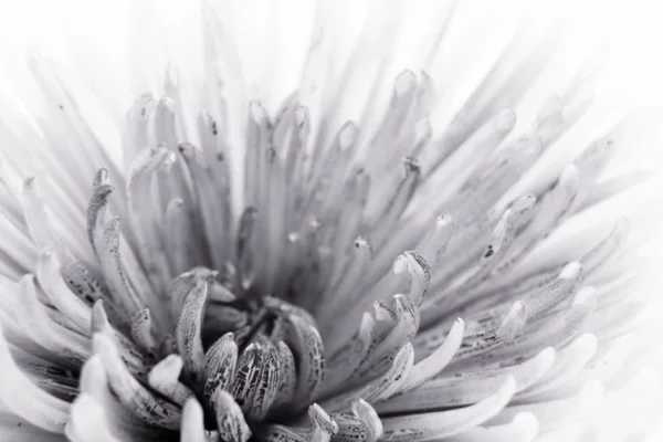 Flor en blanco y negro — Foto de Stock