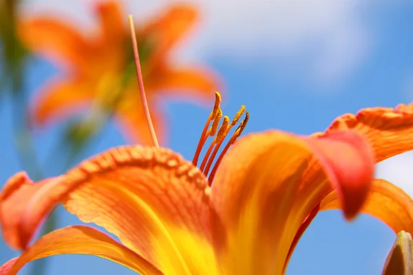 stock image Lily flowers