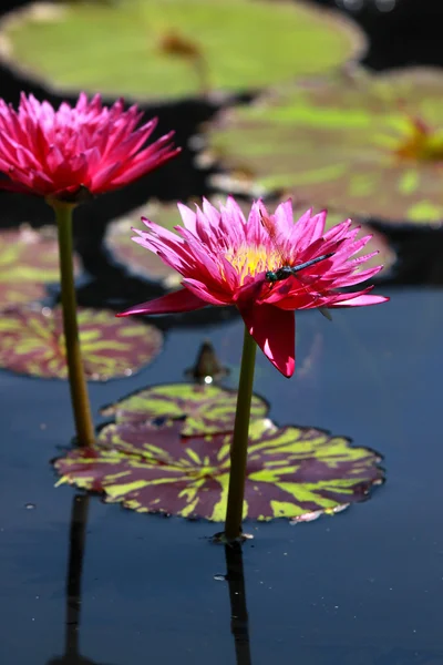 Red water lilies — Stock Photo, Image