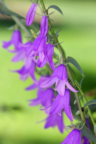Fialový bell květiny — Stock fotografie