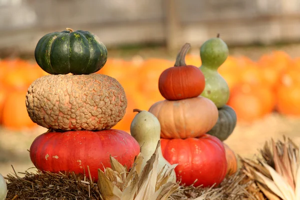 Pumpkin decoration — Stock Photo, Image