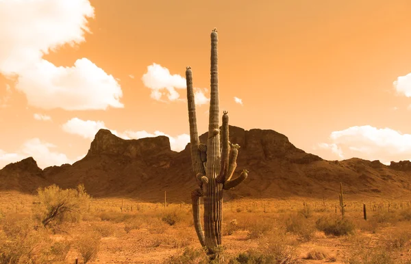 Deserto de Sonora — Fotografia de Stock