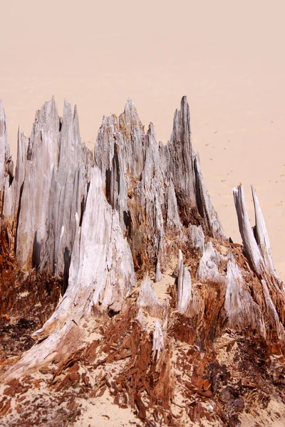 stock image Weathered tree