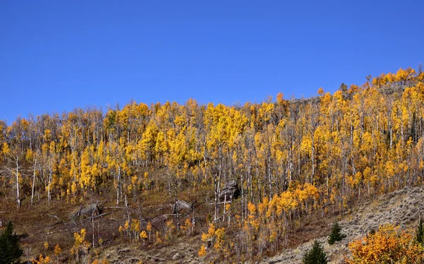 Aspen träden på kullen — Stockfoto