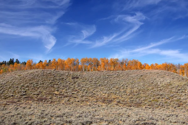 Herbstbäume auf dem Hügel — Stockfoto