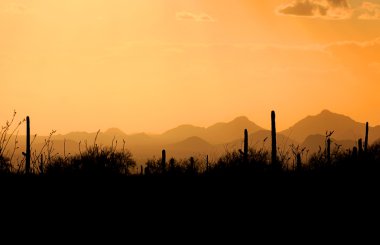 Saguaro national park clipart