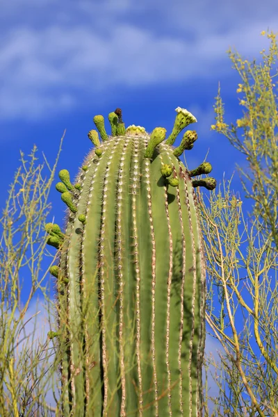 Floración de cactus — Foto de Stock
