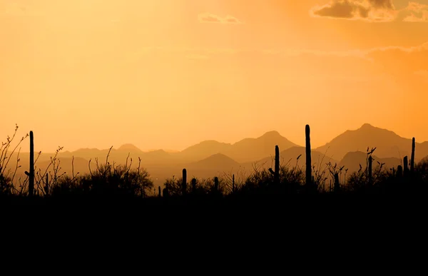 Parque Nacional de Saguaro — Fotografia de Stock