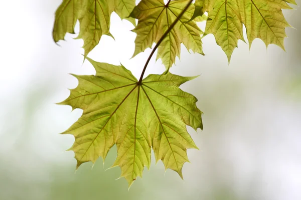 Φύλλα σφενδάμου φρέσκο — Φωτογραφία Αρχείου