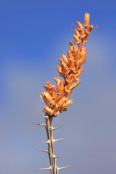 Цветок пустыни — стоковое фото