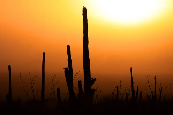 Nationalparken Saguaro — Stockfoto