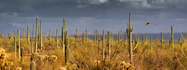 Εθνικό πάρκο Saguaro — Φωτογραφία Αρχείου
