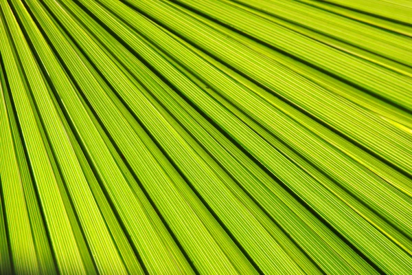 Palmiye yaprağı arka plan — Stok fotoğraf