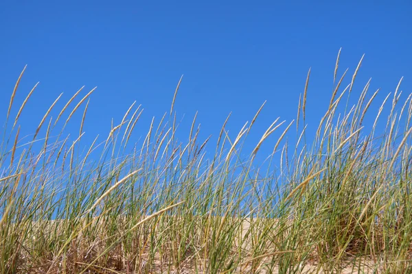 stock image Beach grass