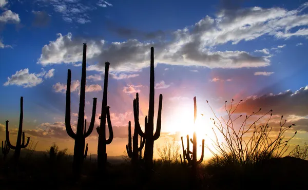 Pôr-do-sol saguaro — Fotografia de Stock