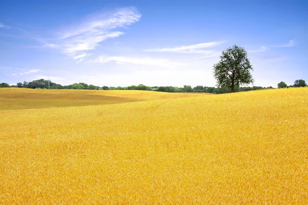 Пшениця ферми — стокове фото