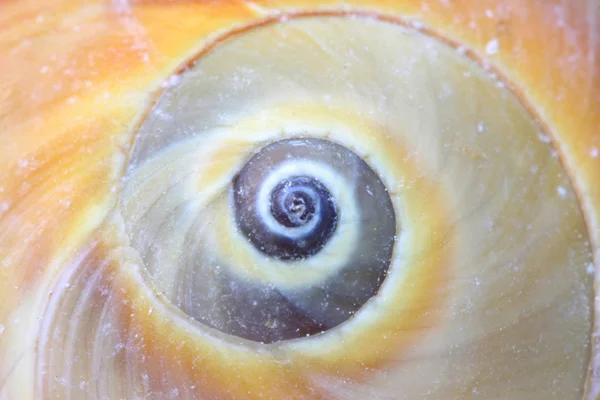 Spiral shape on shell — Stock Photo, Image