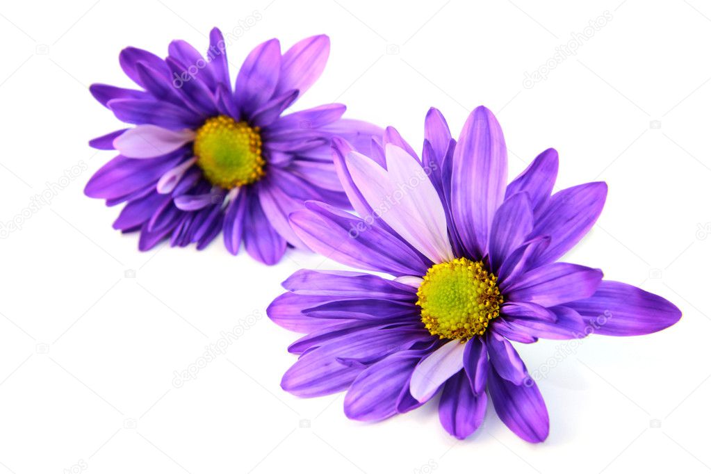 Two Gerber flowers