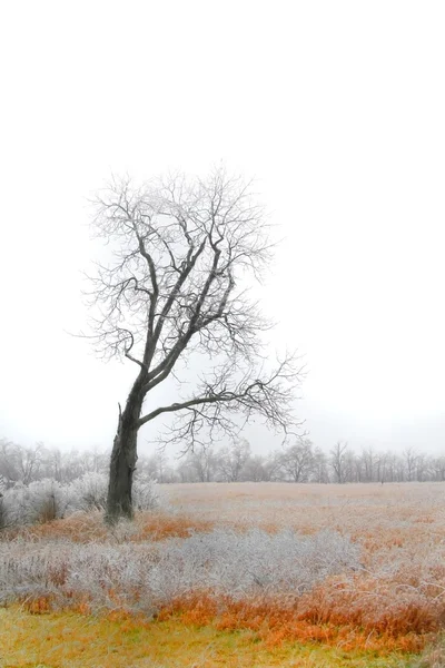冷たい冬のシーン — ストック写真