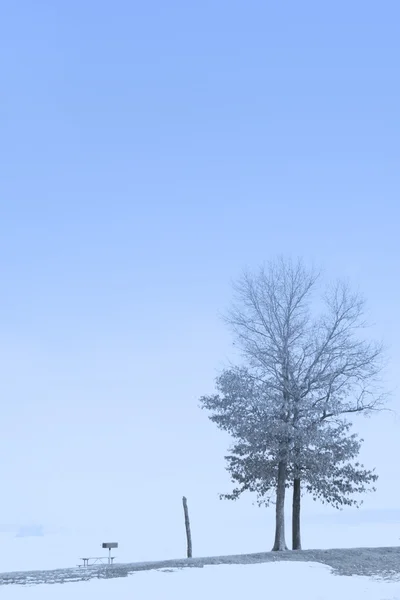 SINGLE TREE — Stock Photo, Image