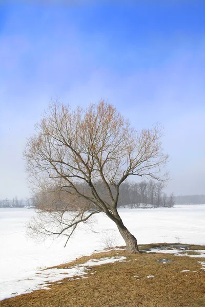 Jeden strom — Stock fotografie